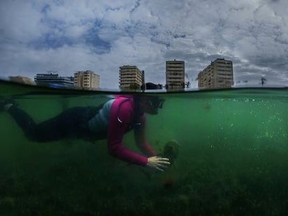 La bióloga Francisca Giménez Casalduero sostiene un molusco bajo el agua verdosa del Mar Menor.