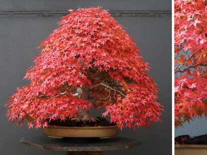 Ejemplar de 'Acer palmatum, var. “Benichidori" y detalle del tronco y nebari.