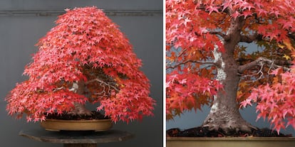 Ejemplar de 'Acer palmatum, var. “Benichidori" y detalle del tronco y nebari.