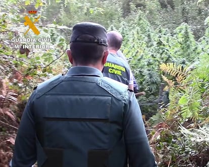La Guardia Civil en la plantación de marihuana cerca de los Montes de Oca, en el noroeste de Burgos.