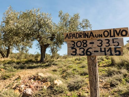 Un cartel en el olivar de Oliete (Teruel) indica la ubicación de los olivos que están apadrinados.