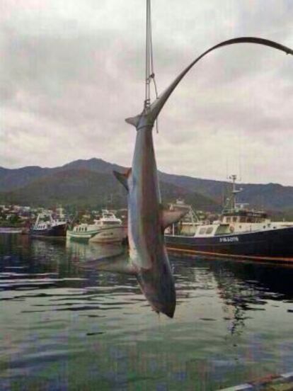 Capturado en Port de la Selva un tiburón zorro de 4,5 metros y 200 kilos.