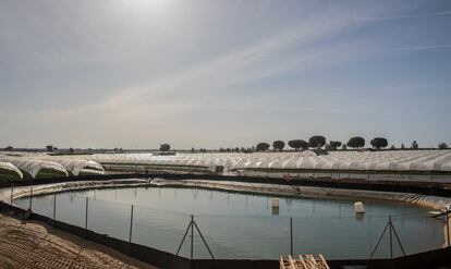 Balsa de agua junto a una de las plantaciones legales próximas a Doñana. 