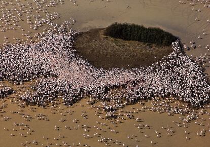 Colonia de reproducción de flamencos en el parque nacional. Algunos años crían hasta 20.000 parejas en los islotes de las marismas.