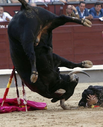 El tercer toro de la tarde, <i>Peluche</i><b>, da una voltereta junto al banderillero Javier Gómez Pascual.</b>