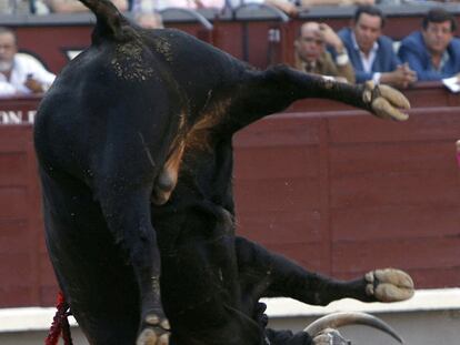 El tercer toro de la tarde, <i>Peluche</i><b>, da una voltereta junto al banderillero Javier Gómez Pascual.</b>