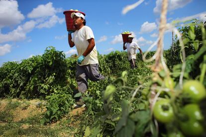 Los trabajadores cargan cubos de tomates mientras los cosechan en los campos agrícolas.
