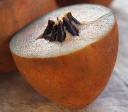 Del fruto del árbol Manilkara zapota se extraía la goma para mascar que se convertiría en el chicle.
