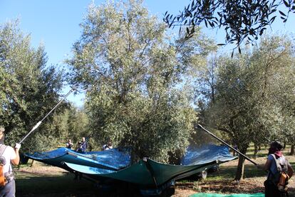 Momento de la recoleccin de la oliva en la finca de Aubocassa, en Mallorca. Imagen proporcionada por la firma.