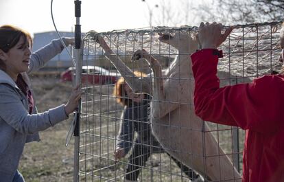 Tras más de 3 horas de espera, las voluntarias de SOS Rescue consiguieron 'capturar' a 'Alice'. Los instantes posteriores resultaron complicados, pues el método, a pesar de ser efectivo y seguro para el animal, puede resultar traumático por el momento de estrés, más si cabe en perros que en muchos casos pueden traer consigo un historial de maltrato. En la foto, la reacción de 'Alice' tras accionarse el cierre de la jaula.