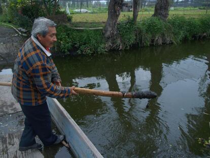 En los pueblos lacustres de Xochimilco —Tulyehualco es uno de ellos— el lodo ideal para sembrar amaranto y otras especies en almácigos se extrae del fondo de los canales.