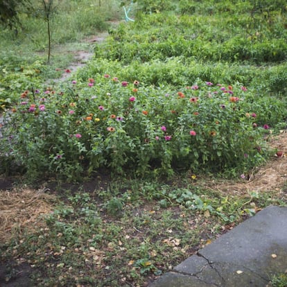 Jardín cuidado por los internos.