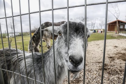 Además de perros y gatos, la protectora Alba acoge cabras, cerdos, ovejas, burros y gallinas.