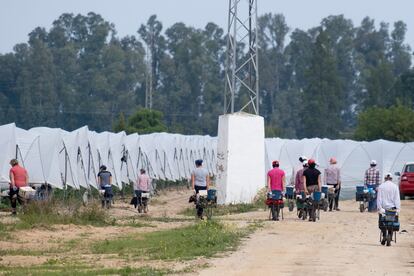 Trabajadores de la fresa en Almonte, Huelva.