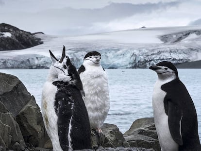 Pingüinos barbijo en la isla Livingston.