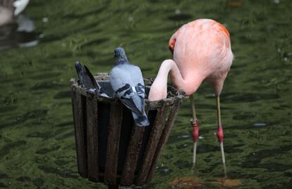 Un flamenco y palomas comen de un barreño en el zoo de Dortmund (Alemania). 