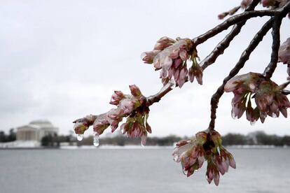 El temporal ha congelado los primeros brotes de la primavera en Washington.