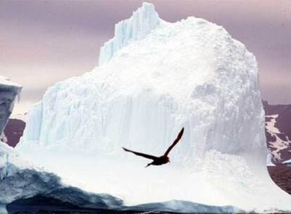 Una escua en vuelo junto a un iceberg en la isla del Rey Jorge (Antártida) en 1992.