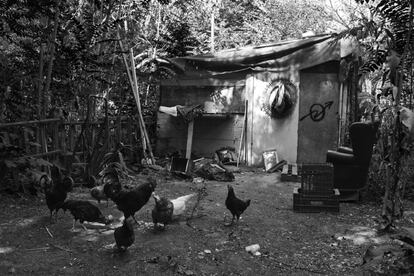 Muchas personas han vuelto a la autogestión, cultivan sus huertos y tienen sus pequeños corrales. En la imagen, gallinas picoteando frente a una chabola en un parque al sur de la región.