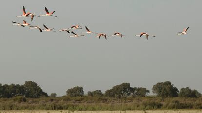 Un grupo de flamencos en Doñana, el pasado octubre. 