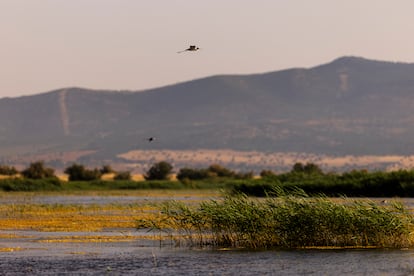 Cigüeñuelas volando por el parque nacional que cuenta con 1.130 hectáreas encharcadas, un 65% de las 1.734 totales.