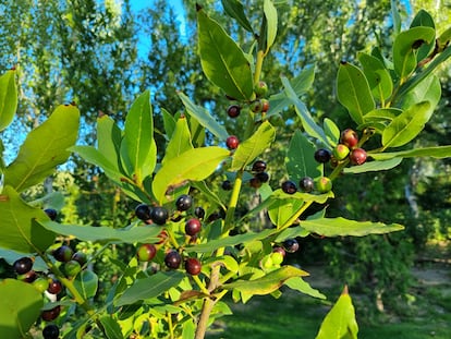 Frutos en distintas fases de maduración de un laurel hembra.