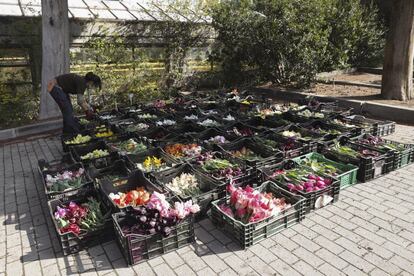 Cientos de tulipanes alegrarán este miércoles las estancias de algunos hospitales madrileños como un gesto de agradecimiento al que se ha sumado el Real Jardín Botánico del Consejo Superior de Investigaciones Científicas (RJB-CSIC).