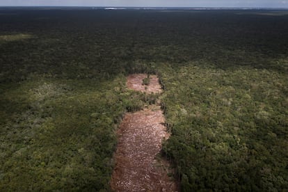 Tren Maya deforestación en la selva