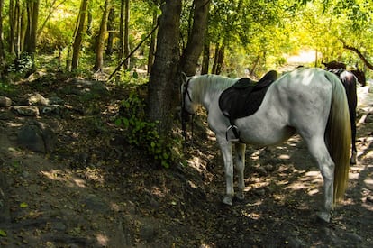 Si contemplar el Jerte cubierto de blanco es ya una experiencia, trotar entre los cerezos da una profundidad aún mayor a este recorrido por la comarca extremeña. El <a href="https://www.facebook.com/PicaderoLosPilones/" target="">Picadero Los Pilones</a> propone paseos guiados a caballo por todo el valle que recorren sus montes y laderas modeladas por el hombre, a base de terrazas dedicadas al cultivo de la cereza. Ofrecen rutas fijas o la posibilidad de improvisar un itinerario a gusto del viajero, de diversa duración: desde paseos de una o dos horas hasta rutas de un día, con picnic incluido. Si preferimos ir a pie, el Jerte cuenta con 21 rutas de senderismo perfectamente señalizadas para hacer por nuestra cuenta o a través de alguna empresa local.