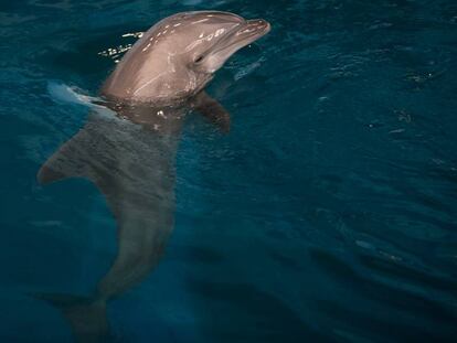 Els experts, reticents davant d’un santuari de dofins a la Costa Brava