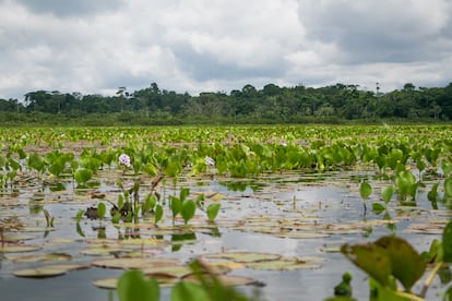 La laguna Chauya es un impresionante humedal, refugio de los pocos manatíes que aún quedan en la Amazonía peruana.