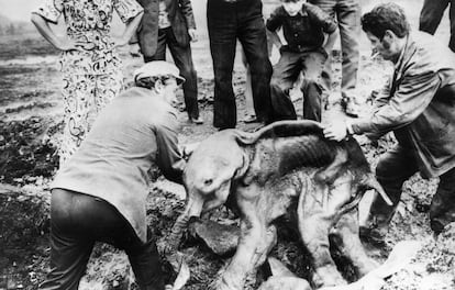 Dos hombres levantan el cadáver de una cría de mamut conservada en el permafrost en la región de Susumansky, en la provincia rusa de Magadán, en 1977. 