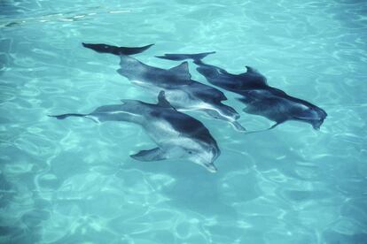 Delfines en el Sea Life Park en 1980, año en que Dennis Stock visitó Hawái y tomó las imágenes de este fotoensayo.