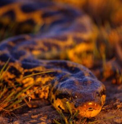 Una anaconada en el parque nacional del Pantanal Matogrossense, en Brsail.