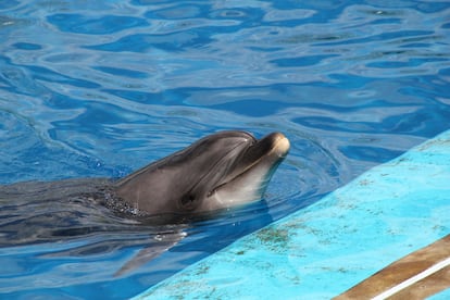 Bottlenose dolphin at the Oceanogràfic de València, Spain. 