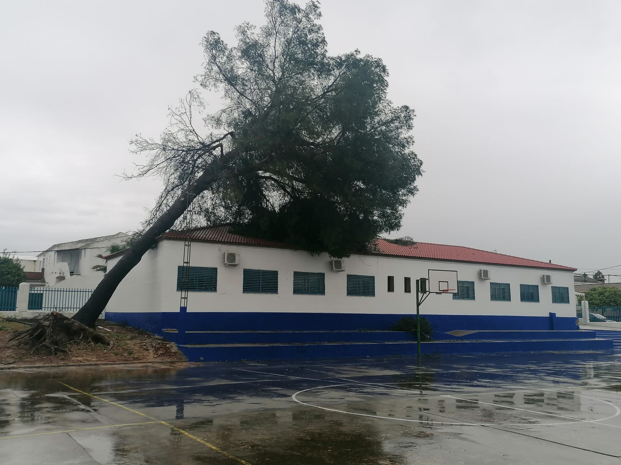 Árbol caído sobre el aula de Infantil del CEIP Genil en La Montiela (Santaella, Córdoba) por el temporal.