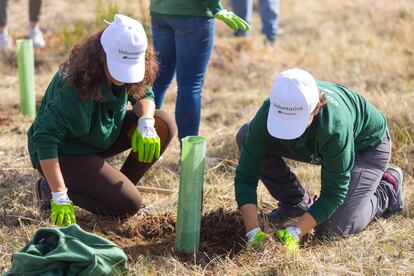 Los voluntarios han plantado casi 30.000 árboles en España, 25.000 en Brasil y más de 15.000 en México.