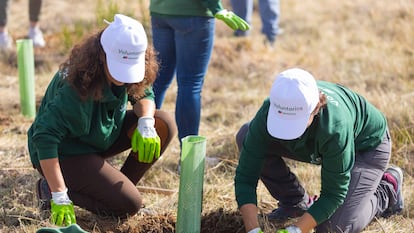 Los voluntarios han plantado casi 30.000 árboles en España, 25.000 en Brasil y más de 15.000 en México.