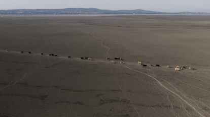 O gado atravessa a lagoa em busca de água.