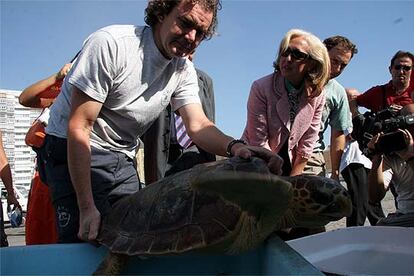 Fuensanta Coves observa la liberación de una tortuga boba en Málaga.