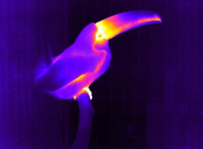Termografía infrarroja de un tucán: las zonas amarillas son las más calientes