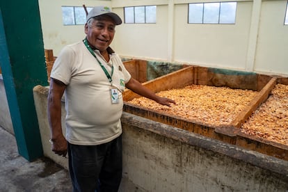 Jesús Tapia, productor de la cooperativa Los Tigres, muestra granos de cacao en proceso de fermentación.