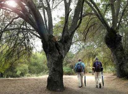 Dos paseantes caminan entre los fresnos de la ribera del río Manzanares en El Pardo.