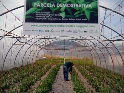 Invernadero de la Cooperativa Galega do Campo, O Val (Nar&oacute;n), donde se planta tomate negro.