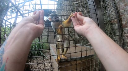 Los monos capuchinos cayeron en el truco en el 81% de las ocasiones. Imagen cedida.