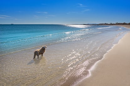 Playas para perros