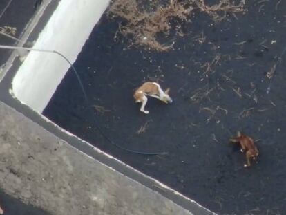 Perros atrapados por la lava en dos estanques de La Palma.