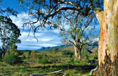 Eucalipto rojo en el Flinders Ranges National Park.