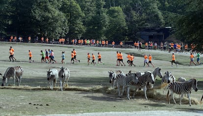 Varios corredores en el zoo Thoiry en las cercanías de París.