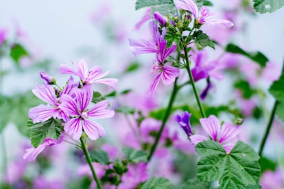 La malva es una planta muy útil en los descampados y parques de las ciudades.